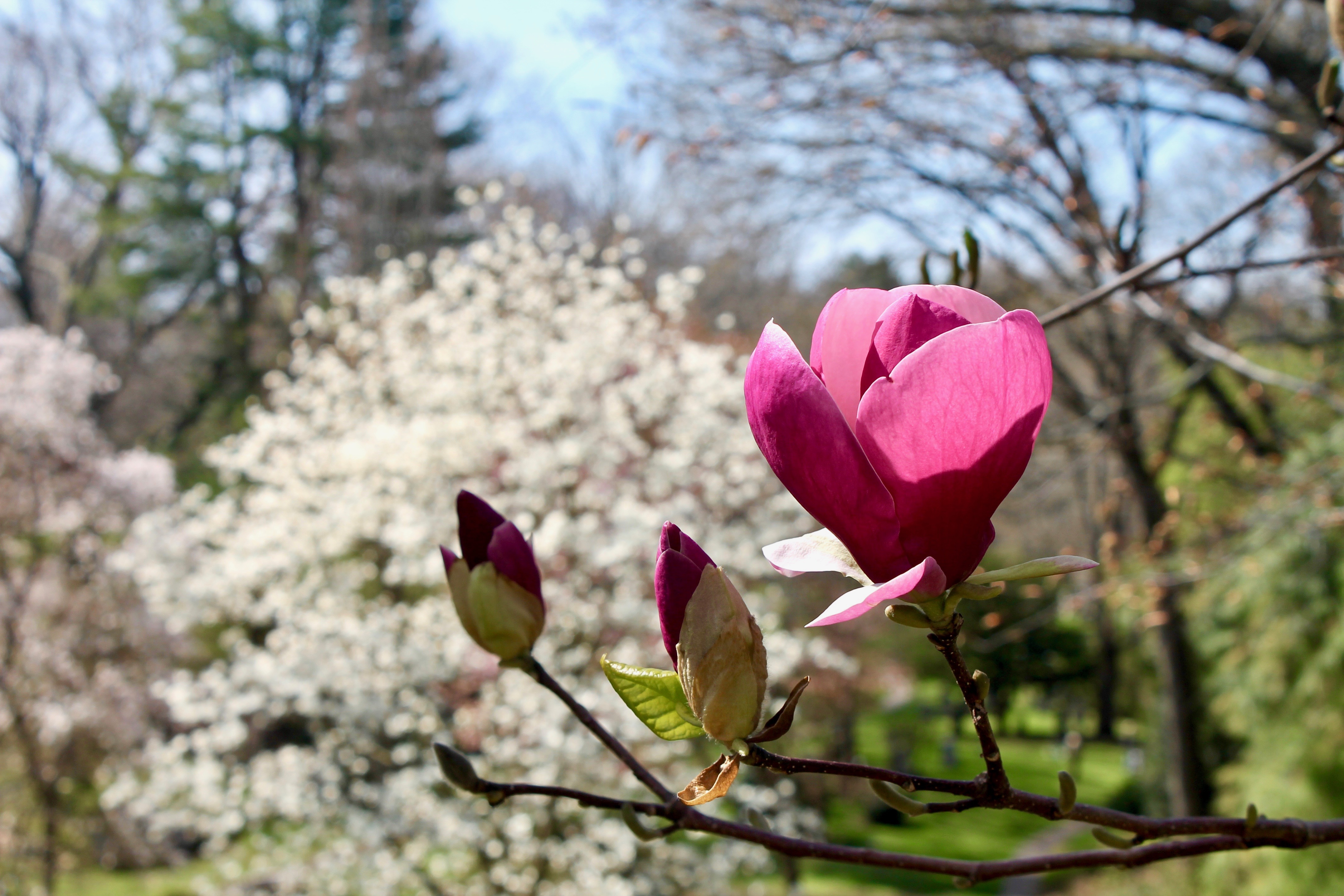 Image for May Horticultural Highlights