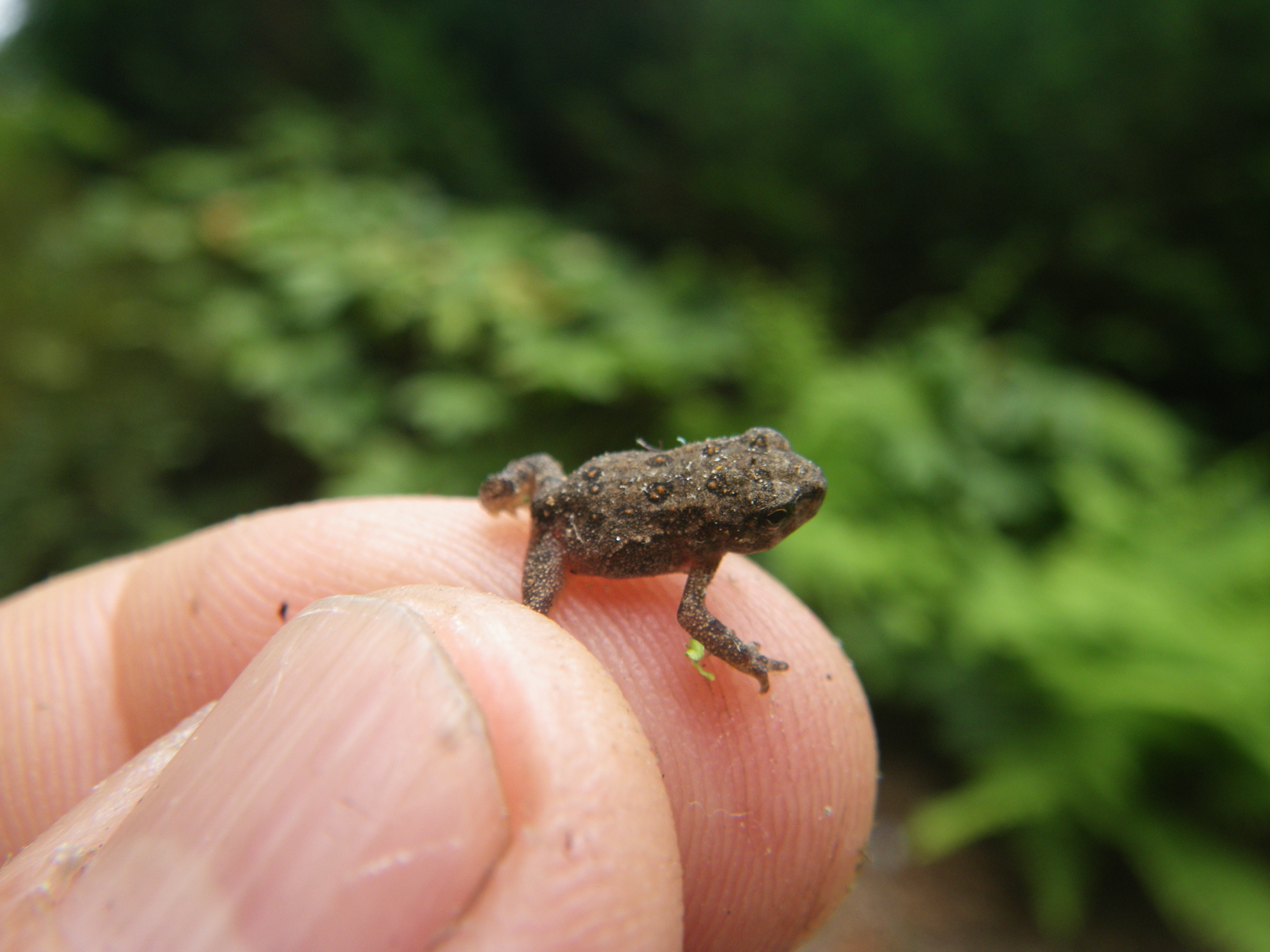 Image for Toad Crossing – Road Closures at Halcyon Lake