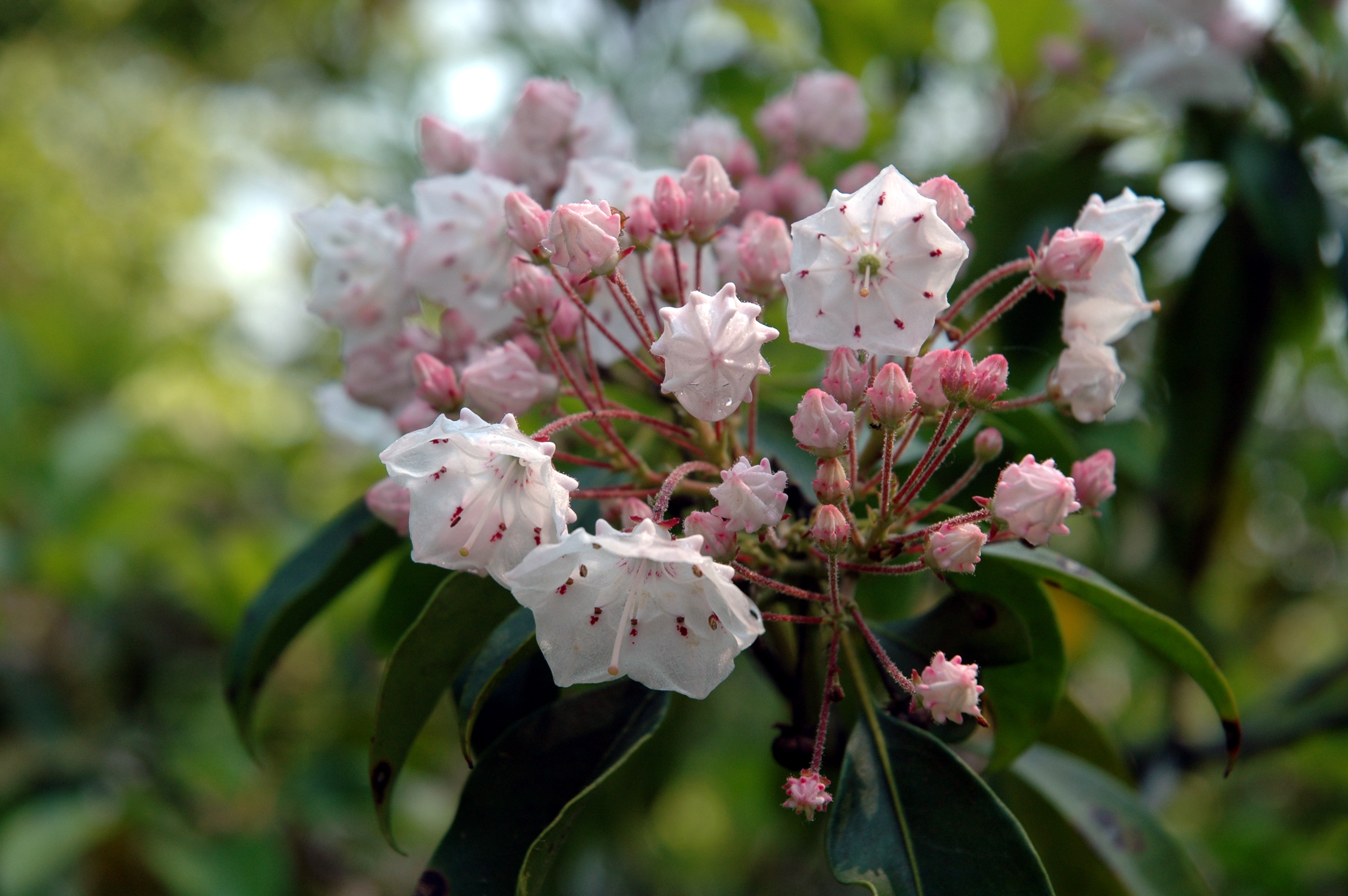 Image for June Horticultural Highlights