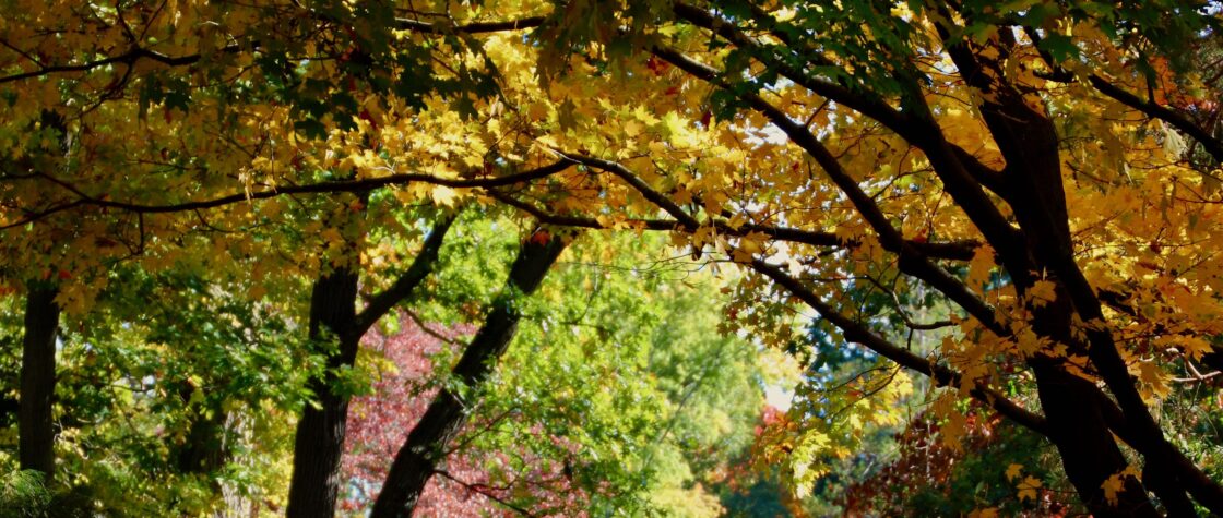 A gravel path under a canopy of autumn trees