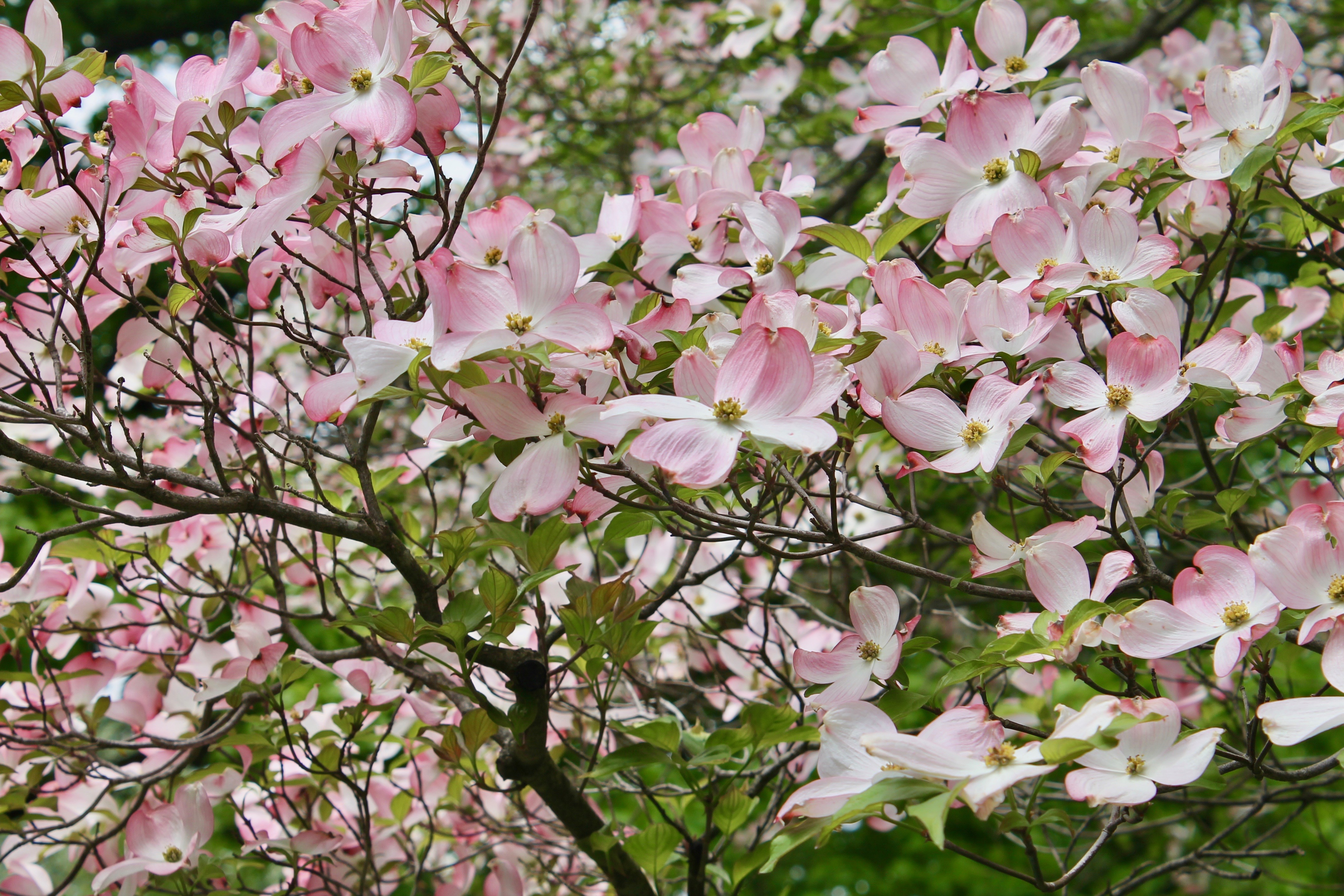 Horticultural Highlights