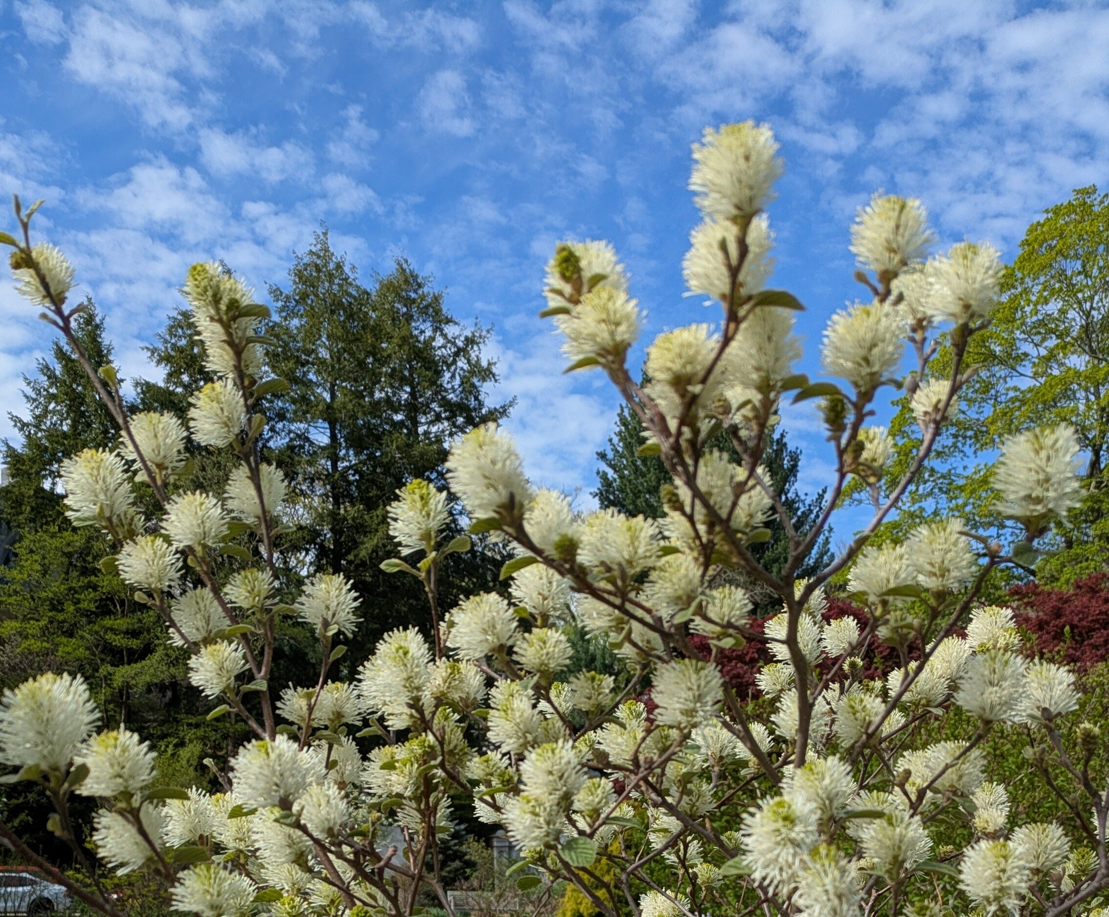What's In Bloom