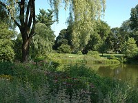 Willow Pond Rain Garden