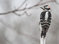 The Downy Woodpecker