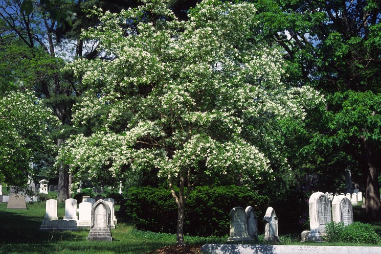 Fringetree, Chionanthus virginicus & Chionanthus retusus