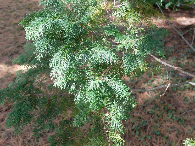 Horticulture Highlight: False-cypress, Chamaecyparis pisifera