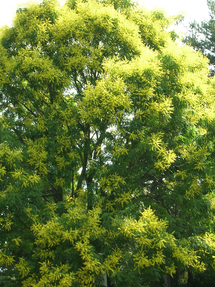 Goldenrain Tree, Koelreuteria paniculata