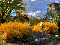 Blooms at Mount Auburn