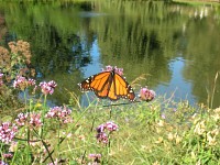 Willow Pond Butterfly Garden