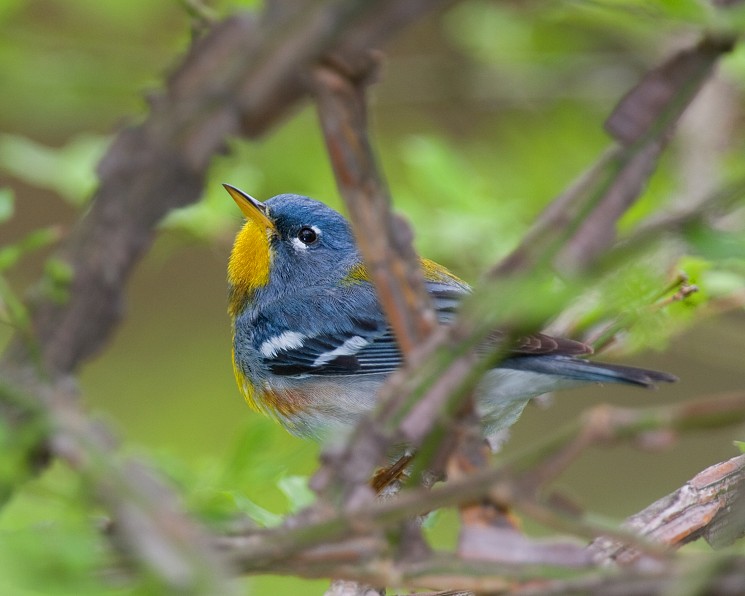 Bird Population Declines – And How We Can Help