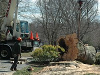 Prince of Wales Beech Tree Removed