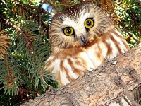 Winter Birding: Owls