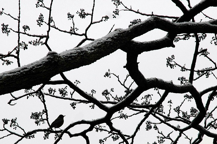 Wildlife at Mount Auburn: Winter Birding