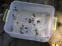 Gray Treefrogs are now “at home” at Mount Auburn Cemetery