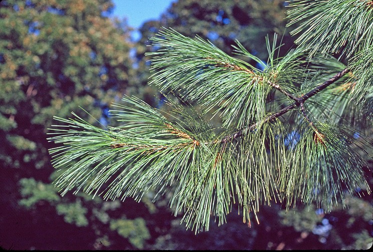 Himalayan Pine, Pinus wallichiana