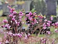 Horticulture Highlight: Symphoricarpos, Snowberry or Coralberry