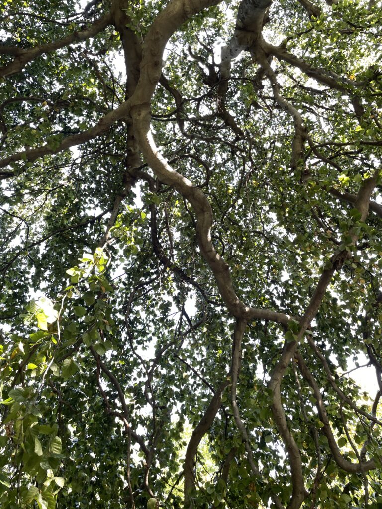 looking up into a lush green tree canopy in summer