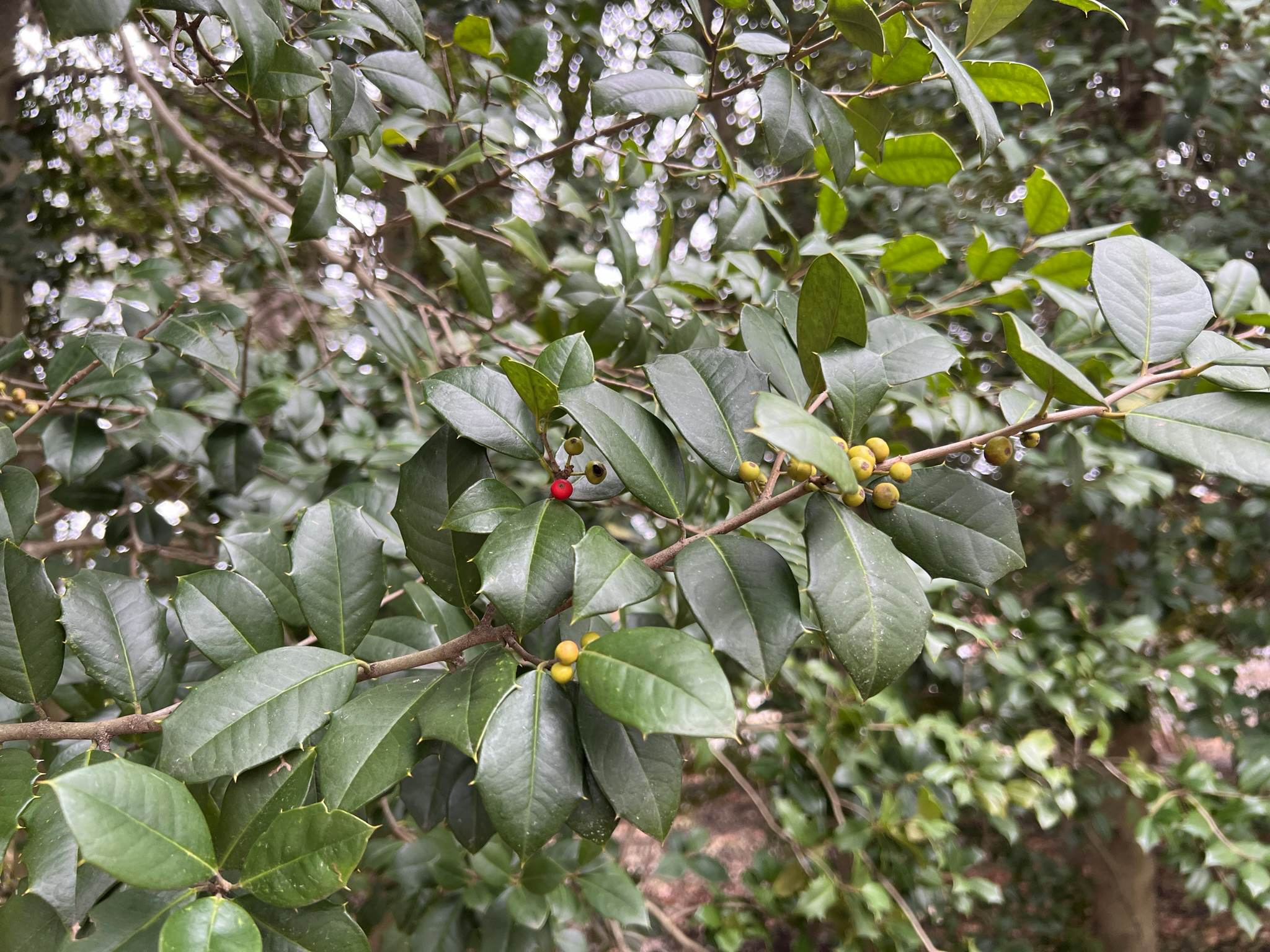 green leaves with red and yellow berries