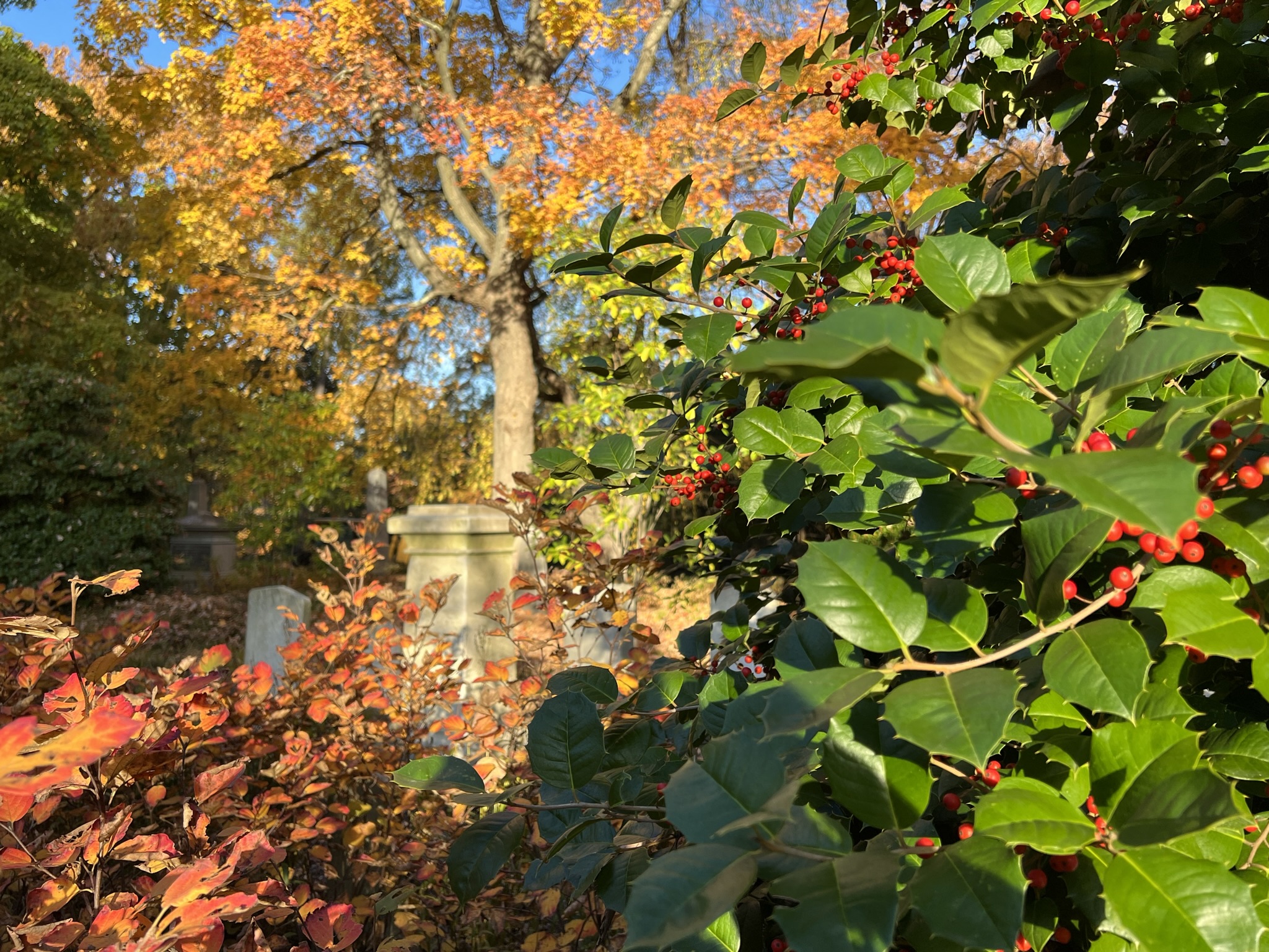 tree with green leaves and red berries surrounded by fall trees