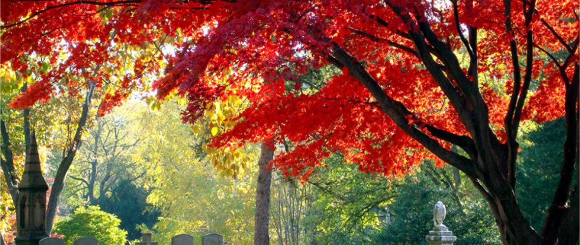 Slide for Fall Foliage at Mount Auburn Cemetery